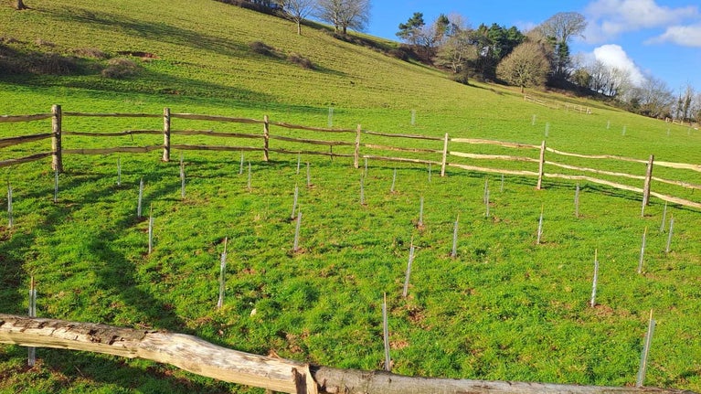 Newly planted trees in a field surrounded by a wooden fence